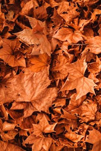 Top view of vibrant, scattered autumn maple leaves creating a textured fall background.