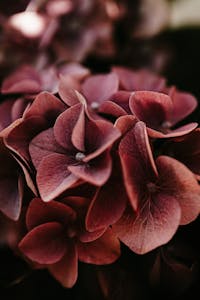 Rich, warm-toned close-up of a blooming hydrangea, perfect for floral photography enthusiasts.